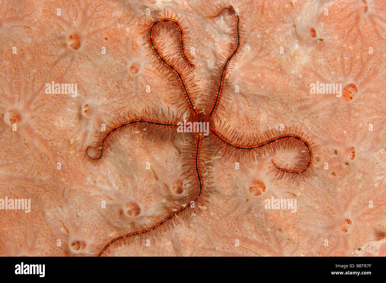 Schwamm Schlangenstern Ophiothrix Suensonii auf Schwamm Stockfoto