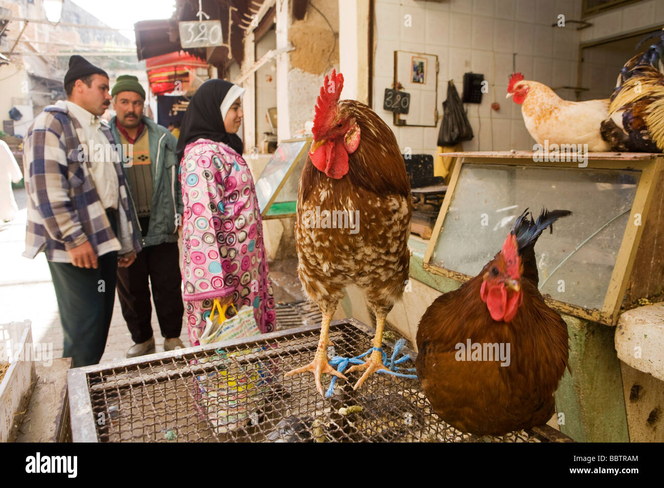 Geflügel, Fes Medina, Marokko, Nordafrika Stockfoto