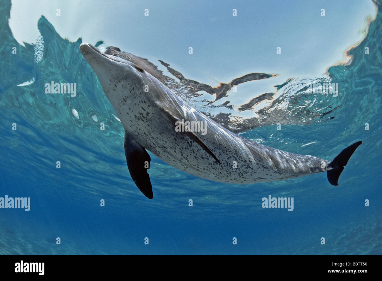Wilde Bottlenose Dolphin Tursiops Truncatus schwimmen an der Oberfläche Nuweiba Ägypten Rotes Meer Stockfoto
