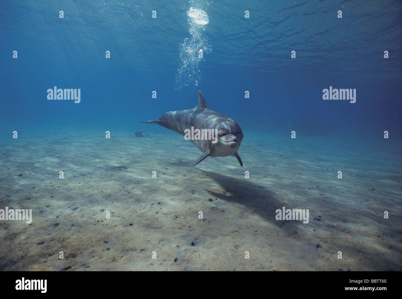 Bottlenose Dolphin löst Luftblasen beim Schwimmen über Meeresboden Dolphin Reef Eilat Israel Rotes Meer Stockfoto