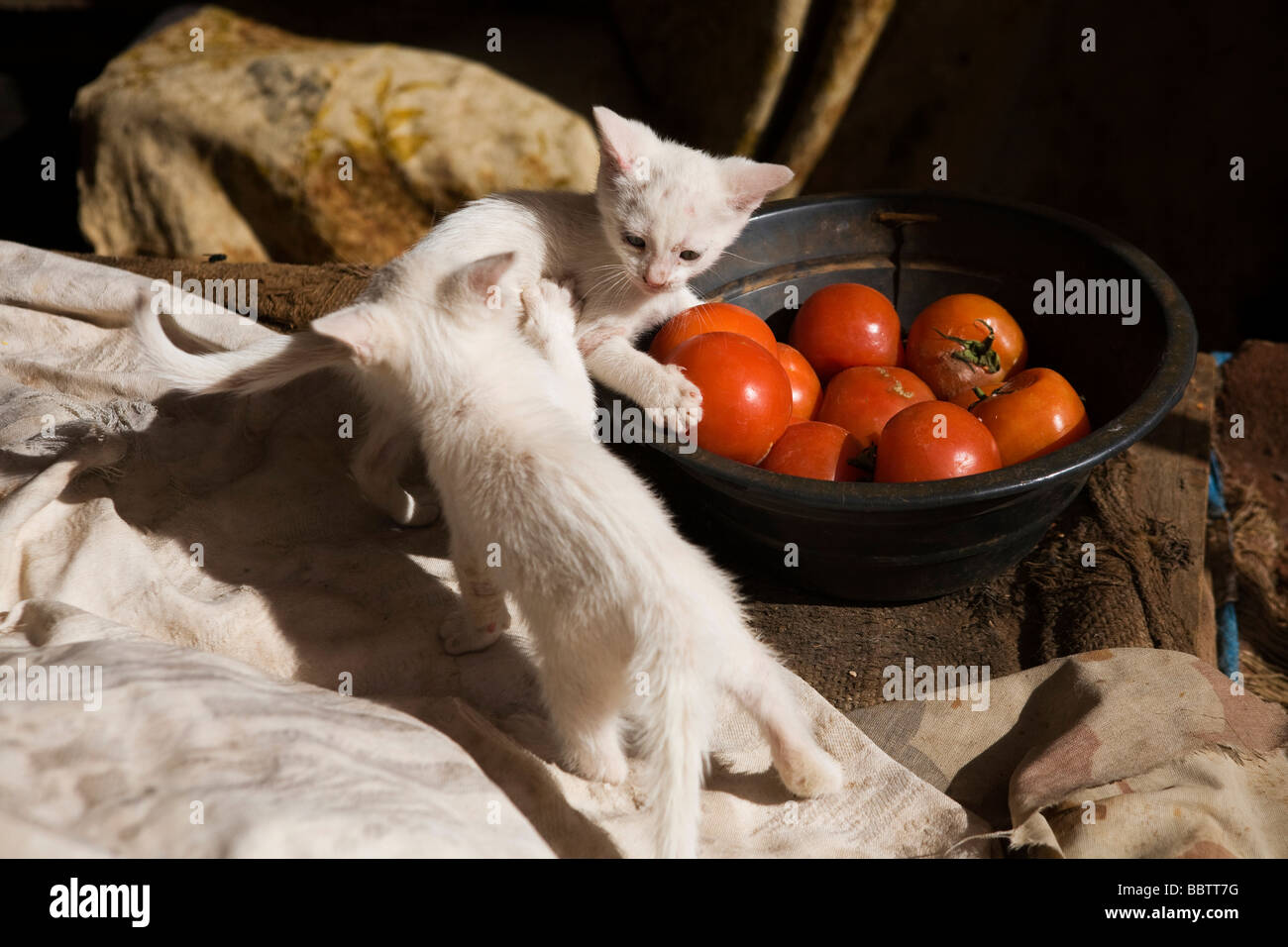Kätzchen, Fez, Marokko, Nordafrika Stockfoto