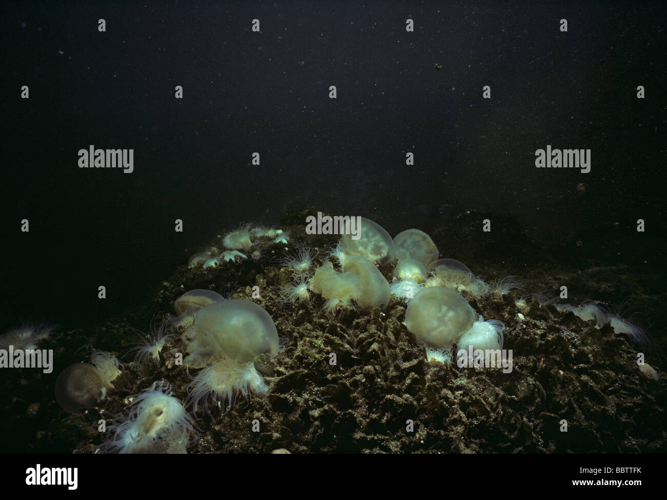 Kolonie von Anemonen überwachen Pulchella Fütterung tot Mastigias Quallen Mastigias sp Palau s Quallen Salt Lake Palau Inseln Stockfoto