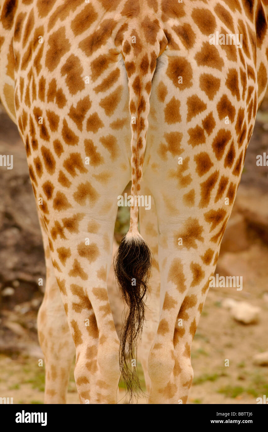 Nigerianische oder West African Giraffe Giraffa Plancius Peralta stark gefährdet Stockfoto