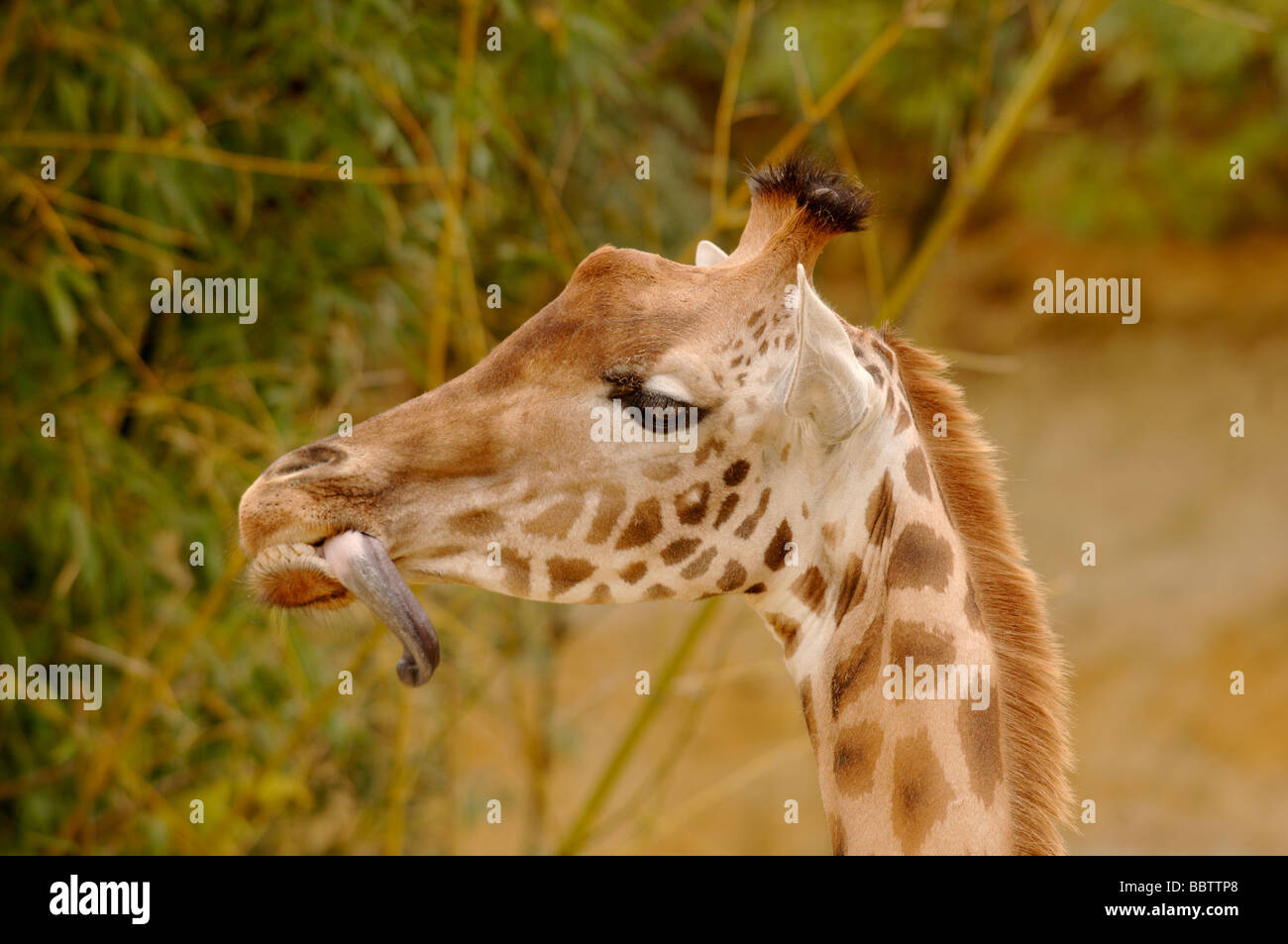 Nigerianische oder West African Giraffe Giraffa Plancius Peralta stark gefährdet Stockfoto