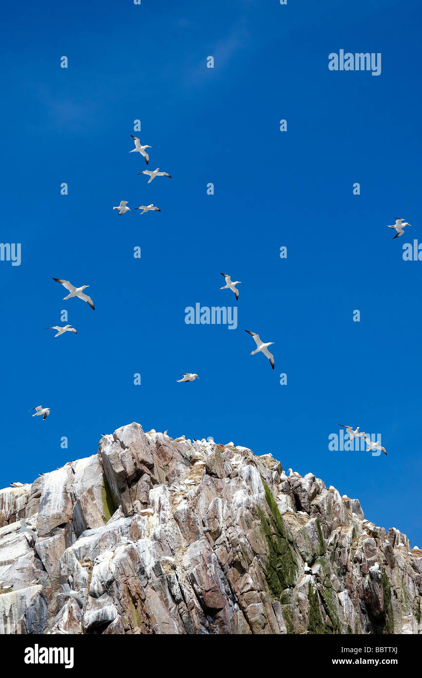 Tölpel (Sulidae) fliegen über Klippen, Irland Stockfoto