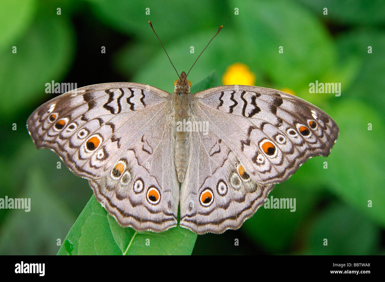 Graue Stiefmütterchen Junonia atlies Schmetterling Stockfoto