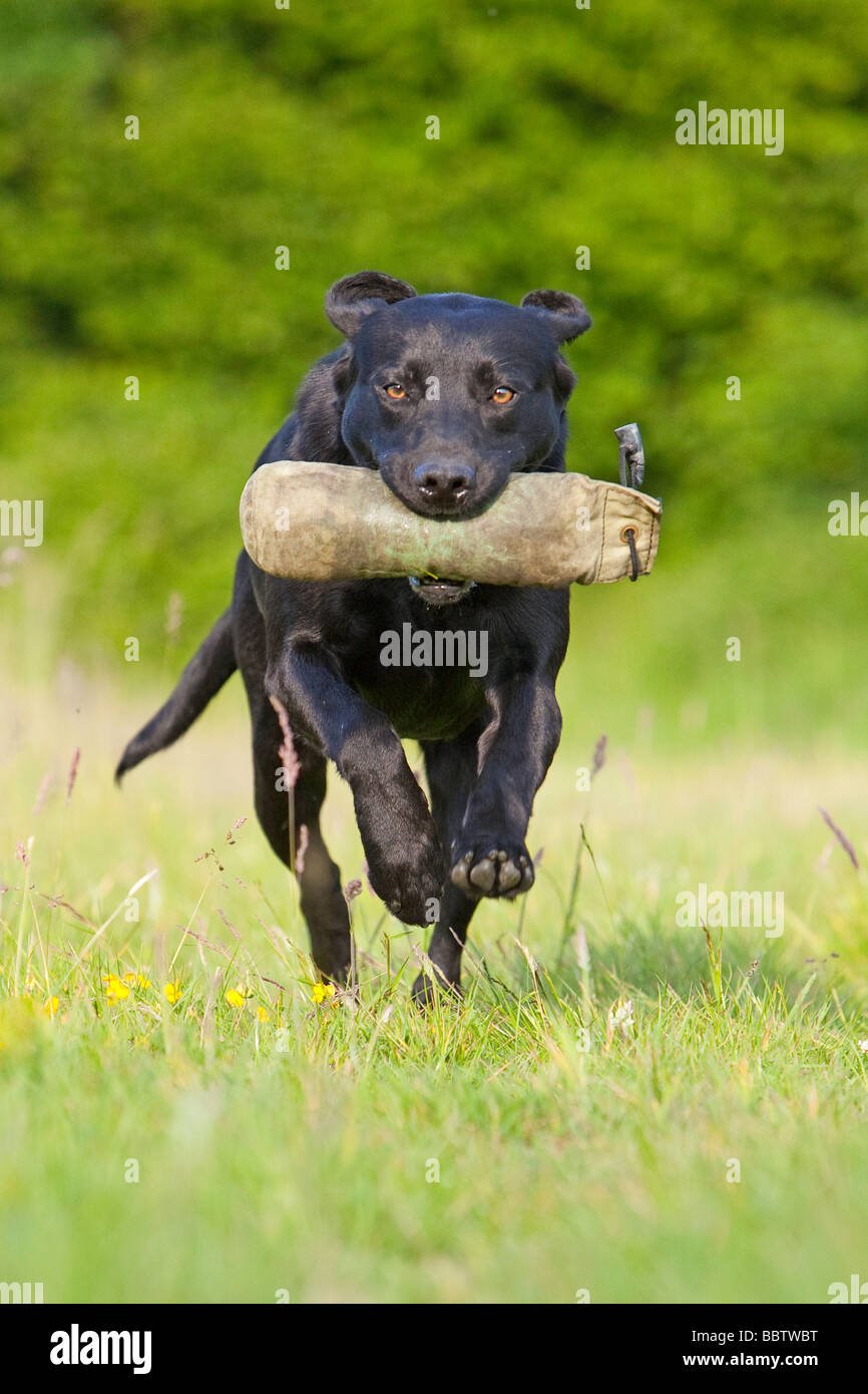 schwarzer Labrador Retriever Gebrauchshund Stockfoto