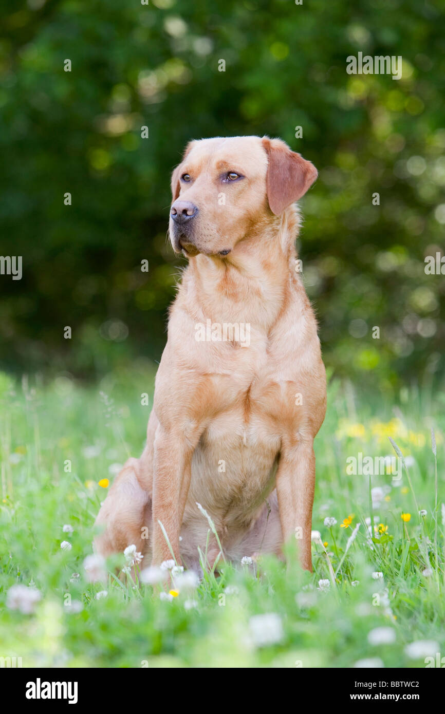 gelber Labrador Retriever Gebrauchshund Stockfoto