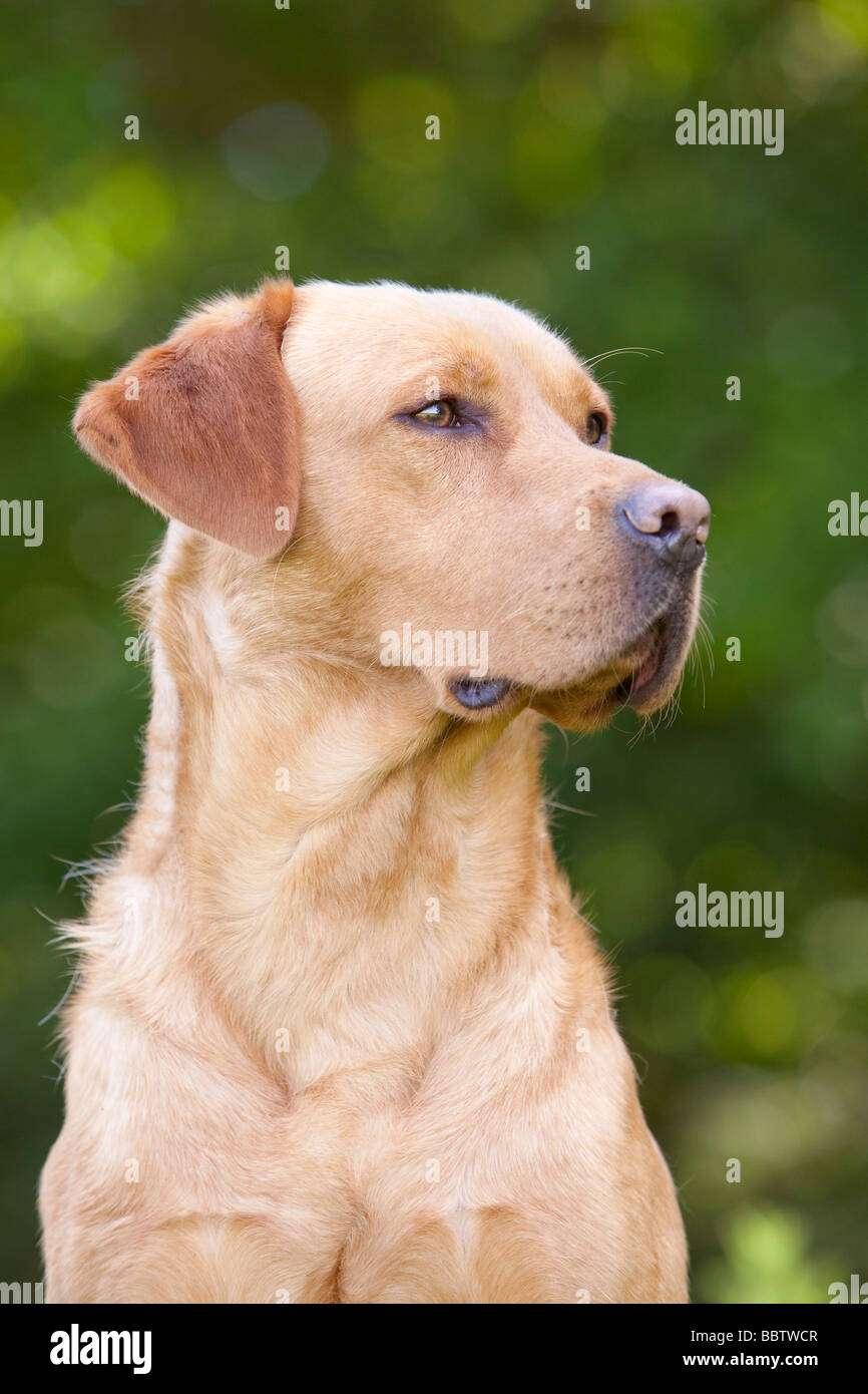 gelber Labrador Retriever Gebrauchshund Stockfoto