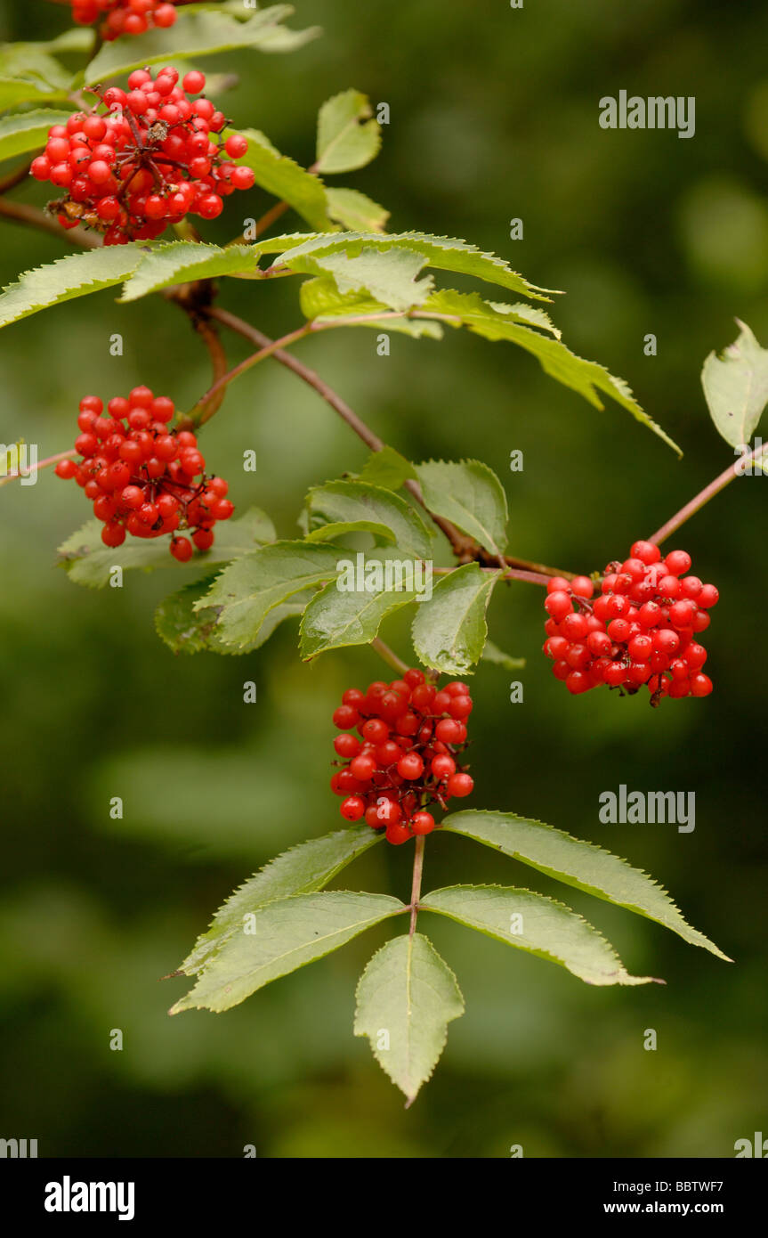 Roten großbeerigen Elder Sambucus Racemosa mit Beeren fotografiert in den französischen Pyrenäen Stockfoto