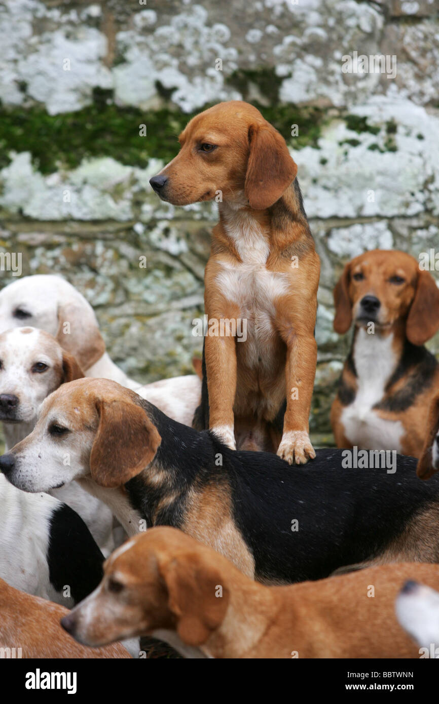 Jagd-Beagle bei der treffen Stockfoto