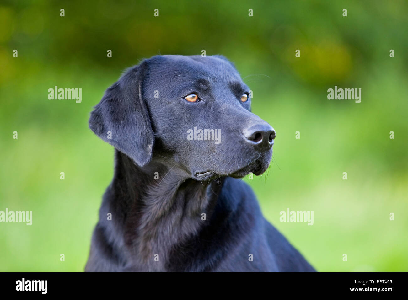 schwarzer Labrador Retriever Gebrauchshund Stockfoto