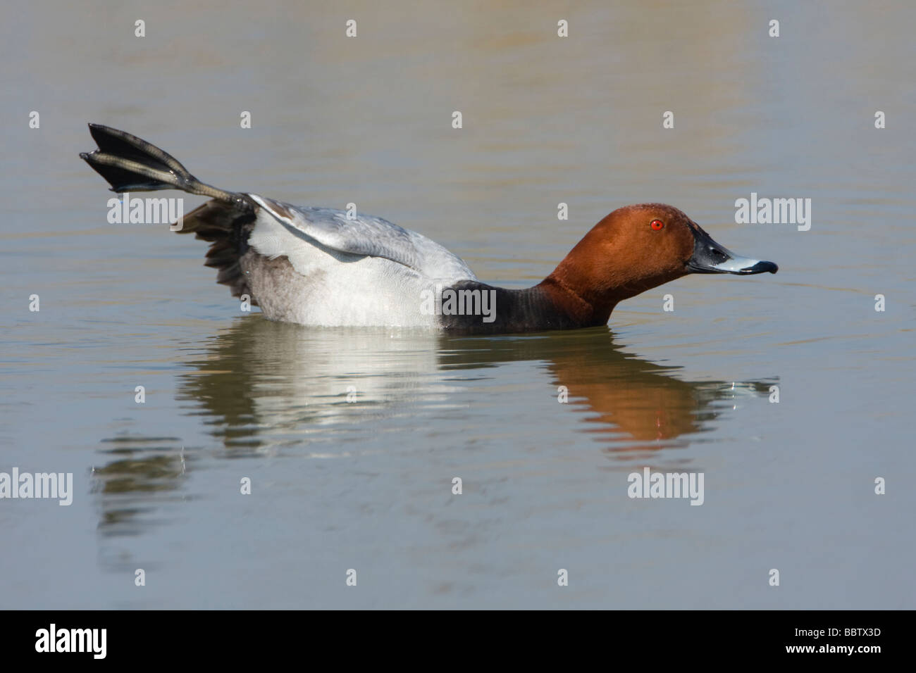 Tafelenten Aythya 40-jähriger Norfolk UK dehnen Stockfoto