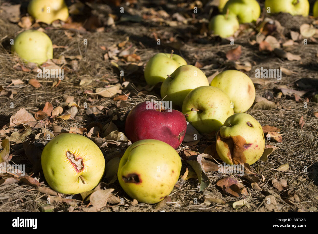 Fallobst--faule Äpfel. Eine Gruppe von meist gelben Windfall Äpfel vernarbt und gequetscht, mit einem dunklen Rot auf braun gro Stockfoto