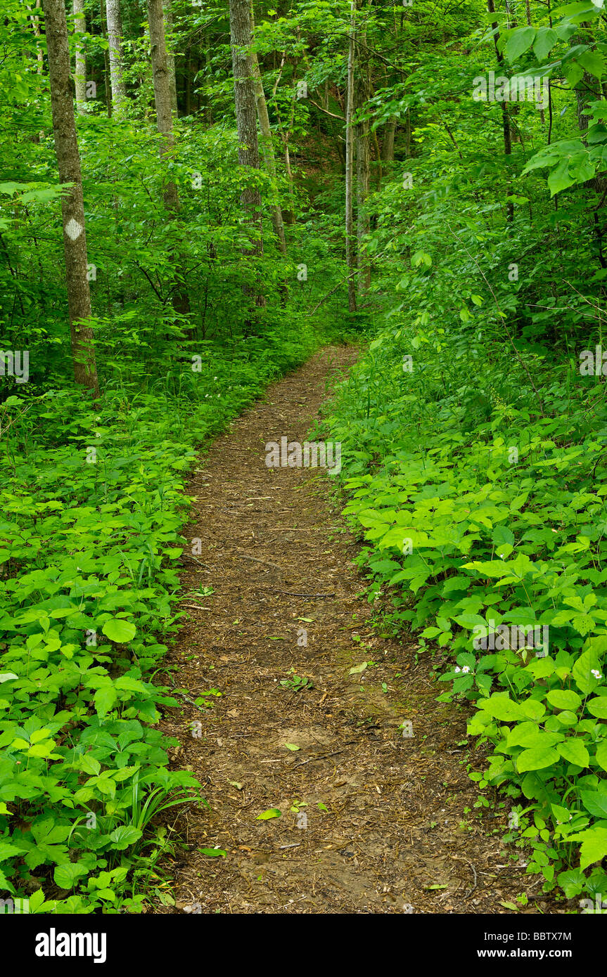 Trail durch Hemlock Klippen Bereich der Crawford County Indiana Hoosier National Forest Stockfoto