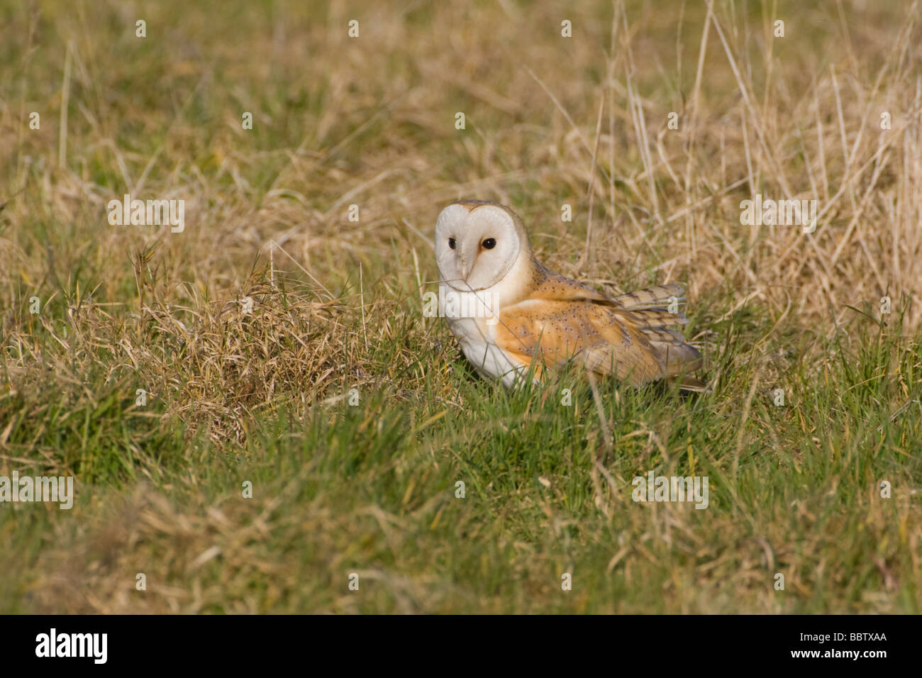 Schleiereule, Tyto alba, Liebling Großbritanniens Eule, Norfolk, Großbritannien. Stockfoto