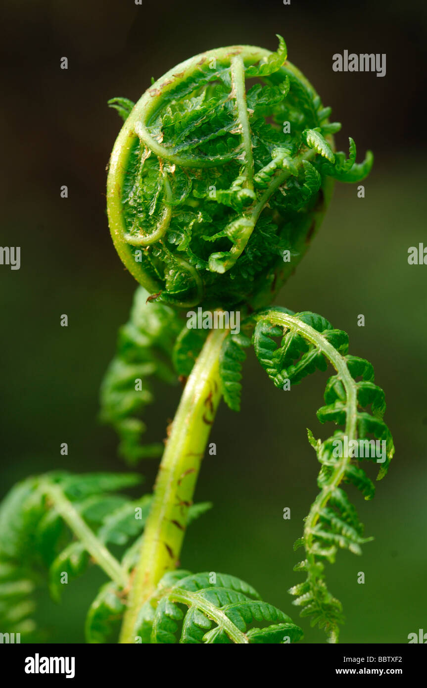 Neues Schwert Farn Wedel (Polystichum Munitum) Stockfoto