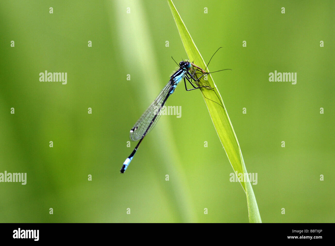 Eine blaue tailed Damselfly Ischnura Elegans Essen seine Beute von einer Schnake Daddy Longlegs Tipula paludosa Stockfoto