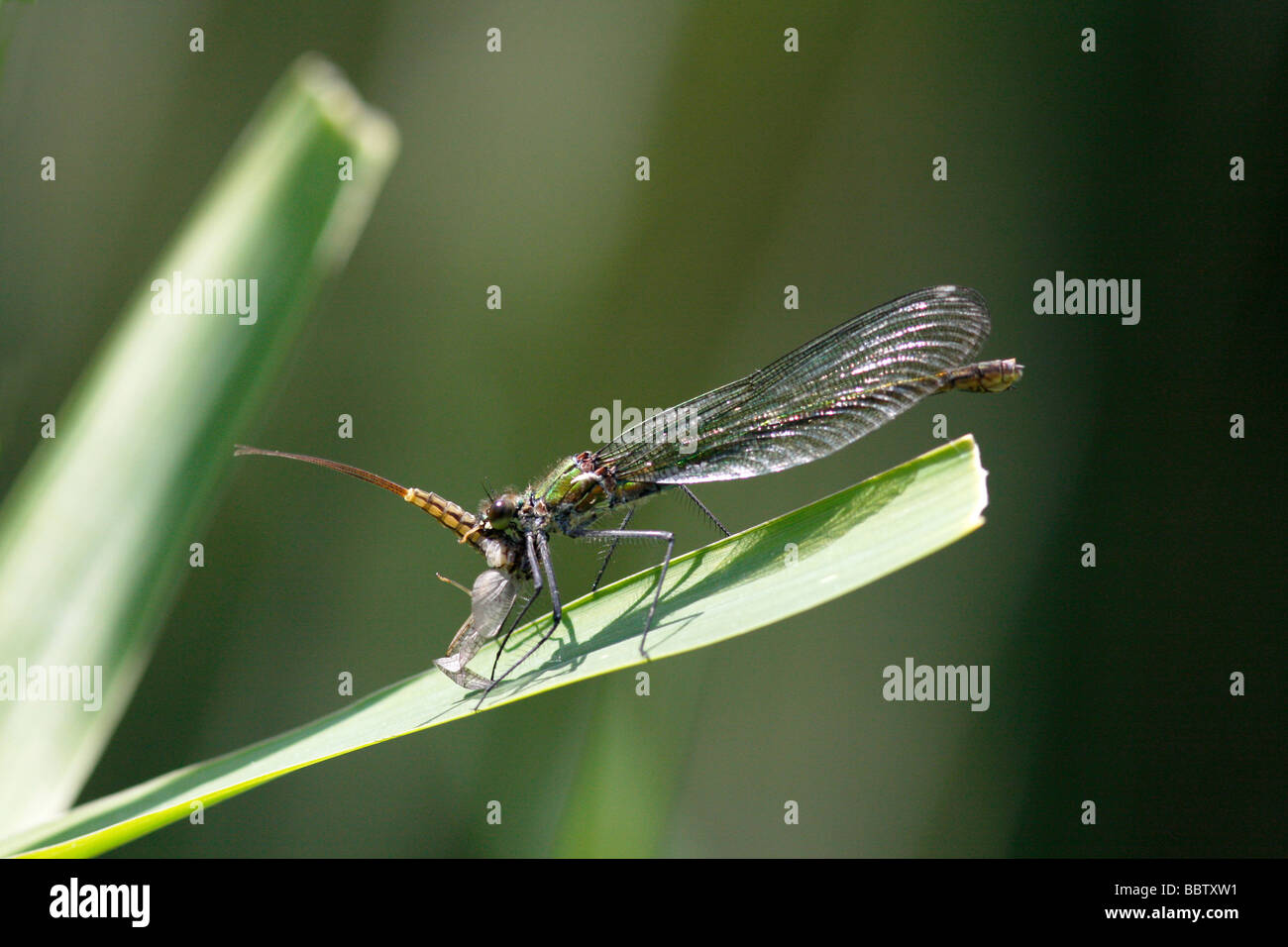 Weibliche Gebänderten Prachtlibelle, gebändert Schwarzflügel gebänderten Agrios (Calopteryx Splendens) Essen eine Eintagsfliege (Ephemera Vulgata) Stockfoto