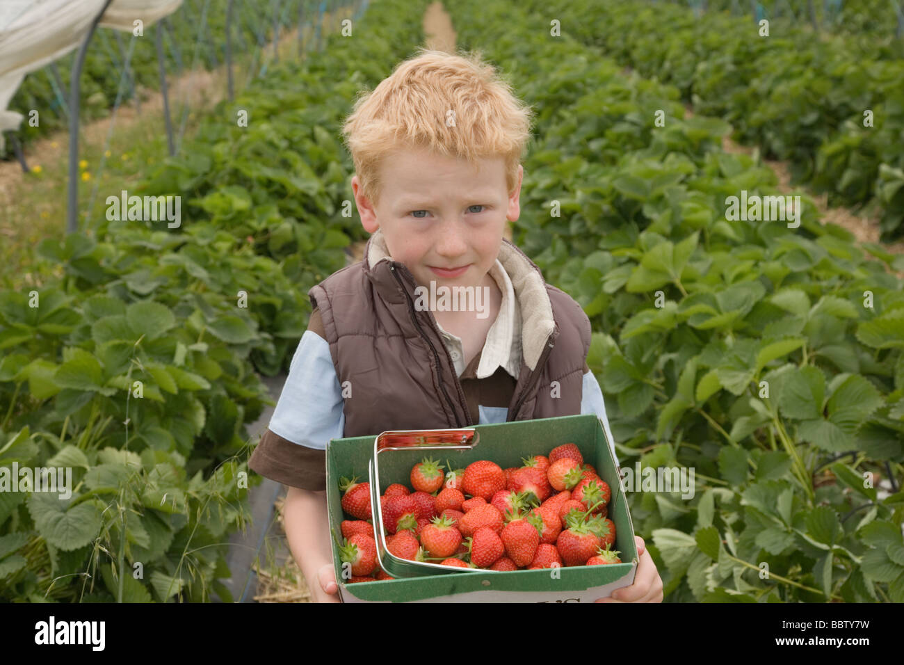 Junge pflückt Erdbeeren an einem Pick deine eigene farm Stockfoto