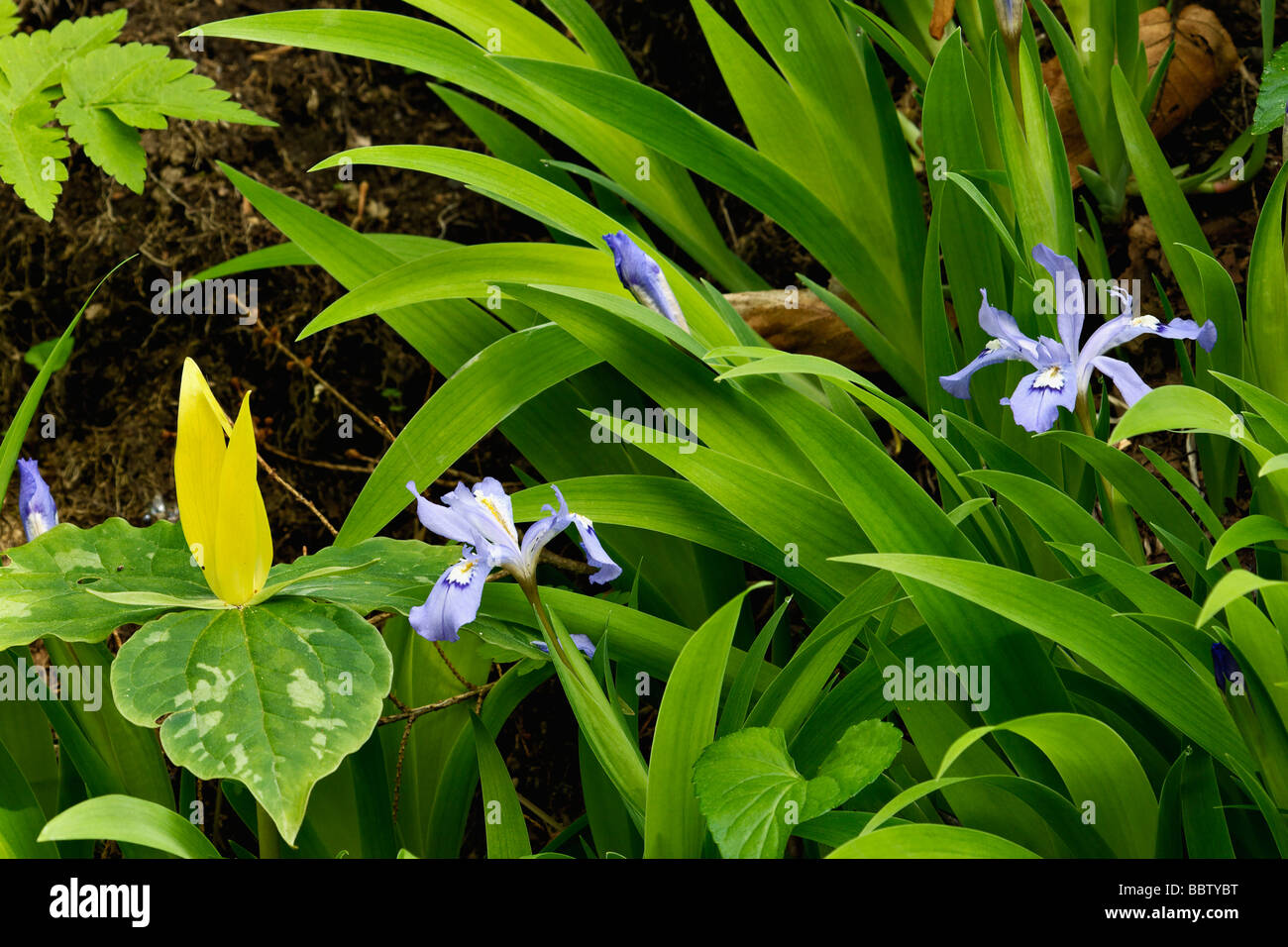 Gelbe Trillium und Zwerg Crested Iris in der Great-Smoky-Mountains-Nationalpark-Tennessee Stockfoto