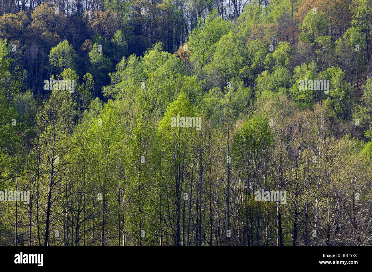 Neuer Frühling Laub im Wald in der Great Smoky Mountains National Park North Carolina Stockfoto