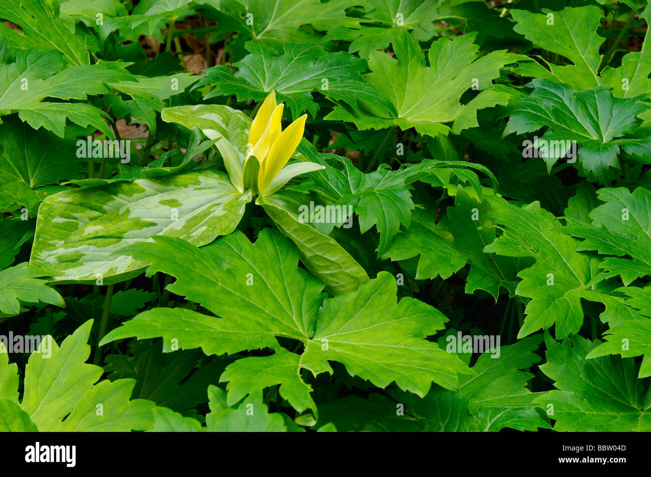 Gelbe Trillium spähen Sie durch andere Flora auf Waldboden im Great Smoky Mountains Nationalpark Tennessee Stockfoto