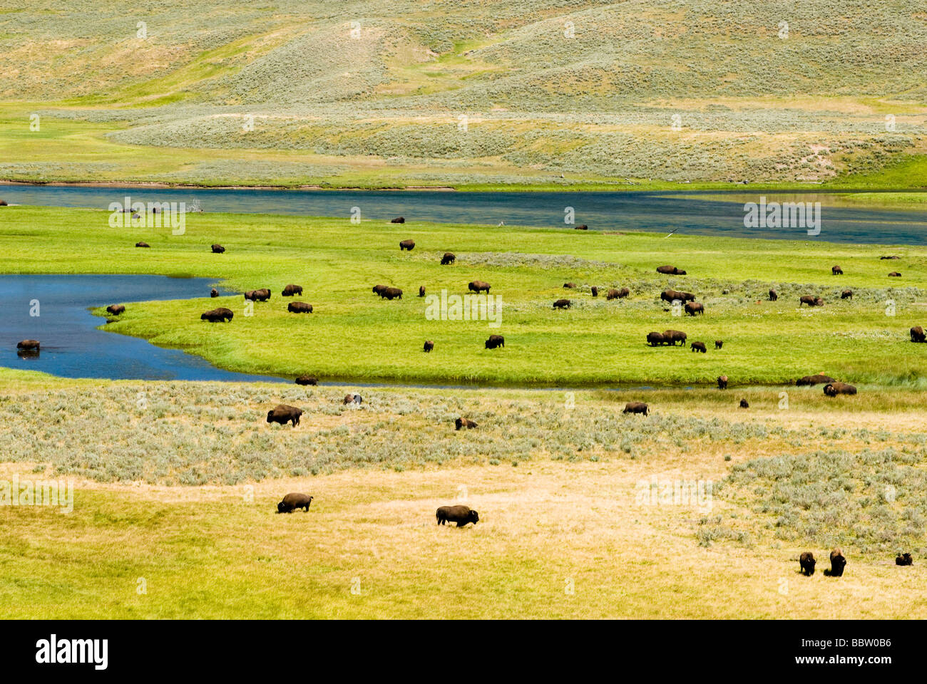 eine Herde Büffel in Hayden Valley im Yellowstone National Park Stockfoto