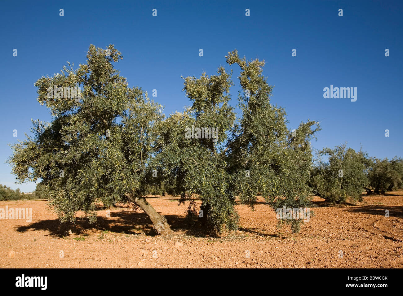 Campo de Olivos de la Comarca de Antequera Malaga Andalusien España Olivenhaine in Antequera Malaga Andalusien Spanien Stockfoto