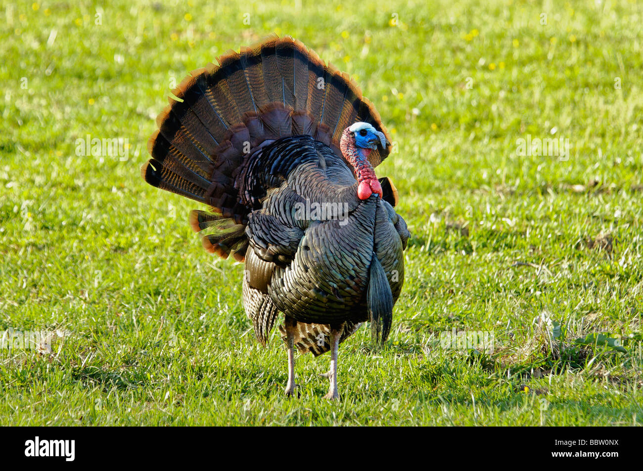 Wilder Truthahn Tom stolzieren in Cades Cove in der Great-Smoky-Mountains-Nationalpark-Tennessee Stockfoto