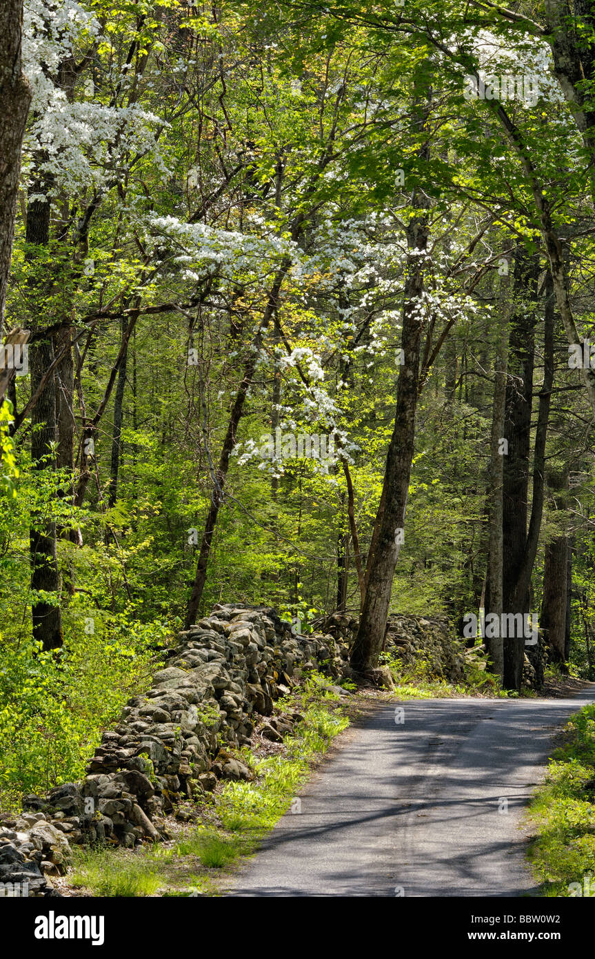 Trockene Steinmauer und Feldweg durch Frühlingswald im Great Smoky Mountains Nationalpark Tennessee Stockfoto