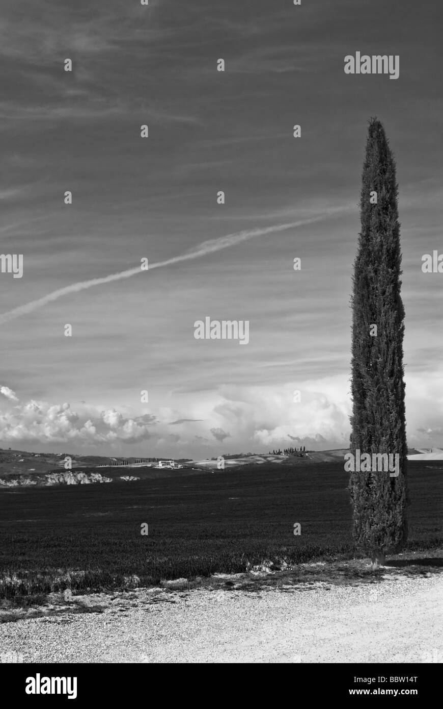 Eine einsame Zypresse, befindet sich in San Quirico, Val d ' Orcia, Toskana, Italien Stockfoto