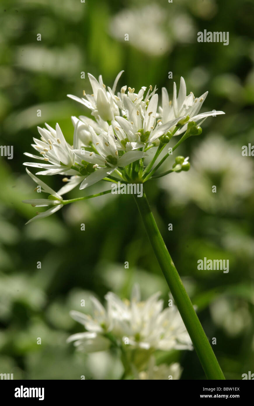 Bärlauch oder Bärlauch - Allium ursinum Stockfoto