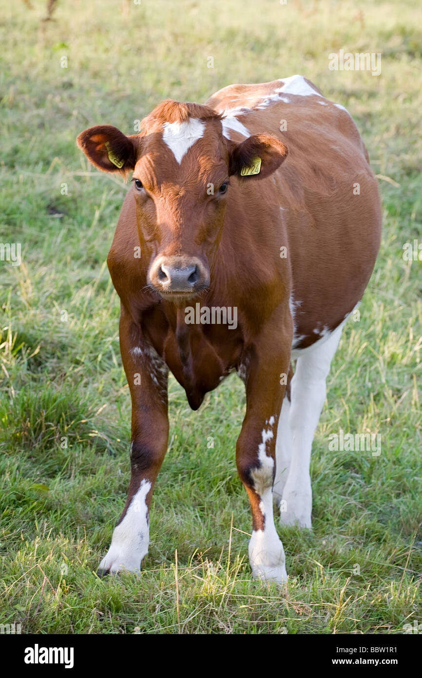 Vorderansicht des pedigreed Kuh auf dem grünen Rasen Stockfoto