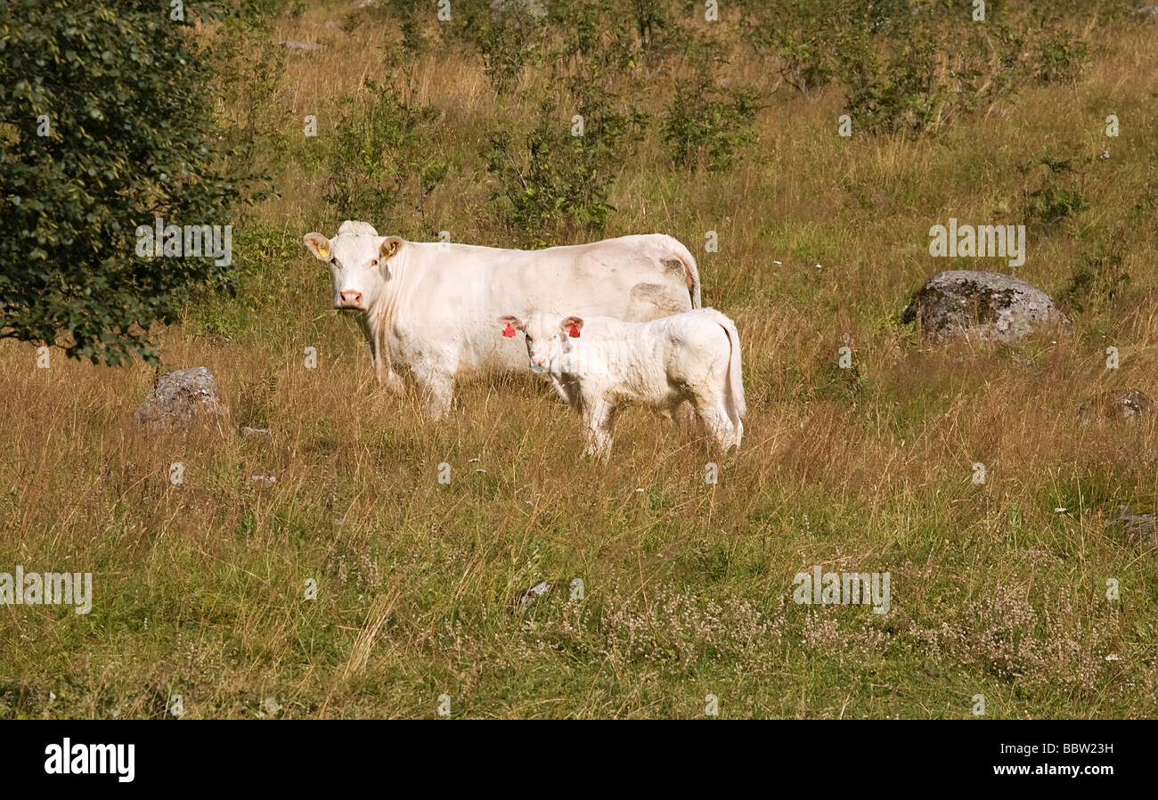 Kuh und Kalb auf der Wiese weiden und in eine Kamera schauen Stockfoto
