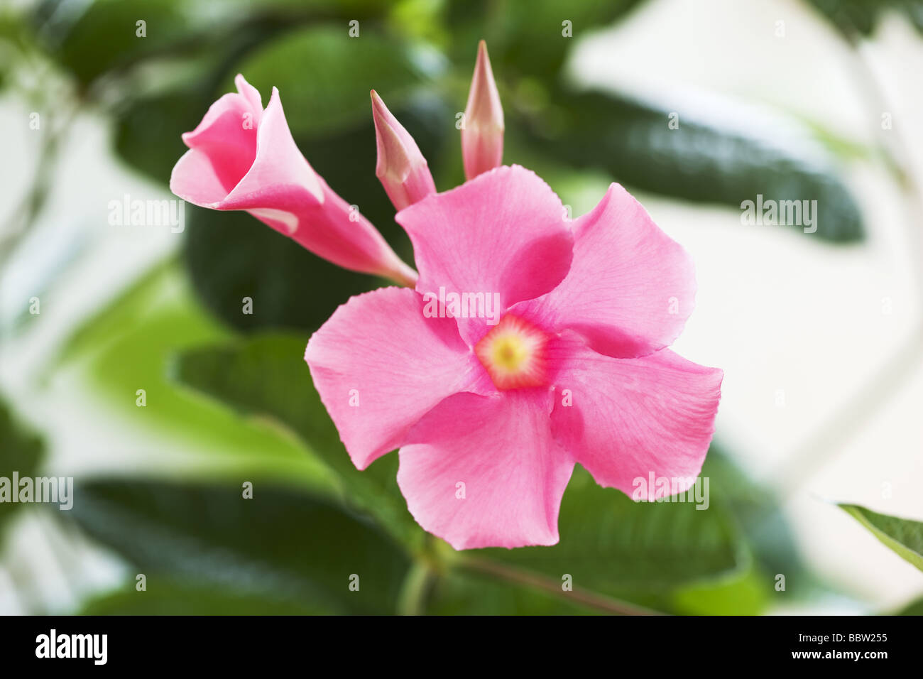 Rosa Blume Stockfoto