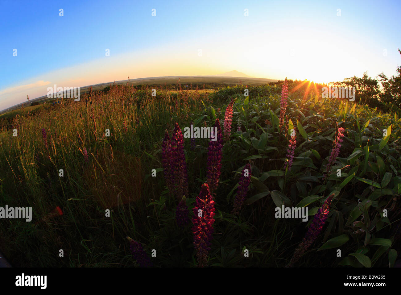 Lupinen Blumen wachsen in einem Feld Stockfoto