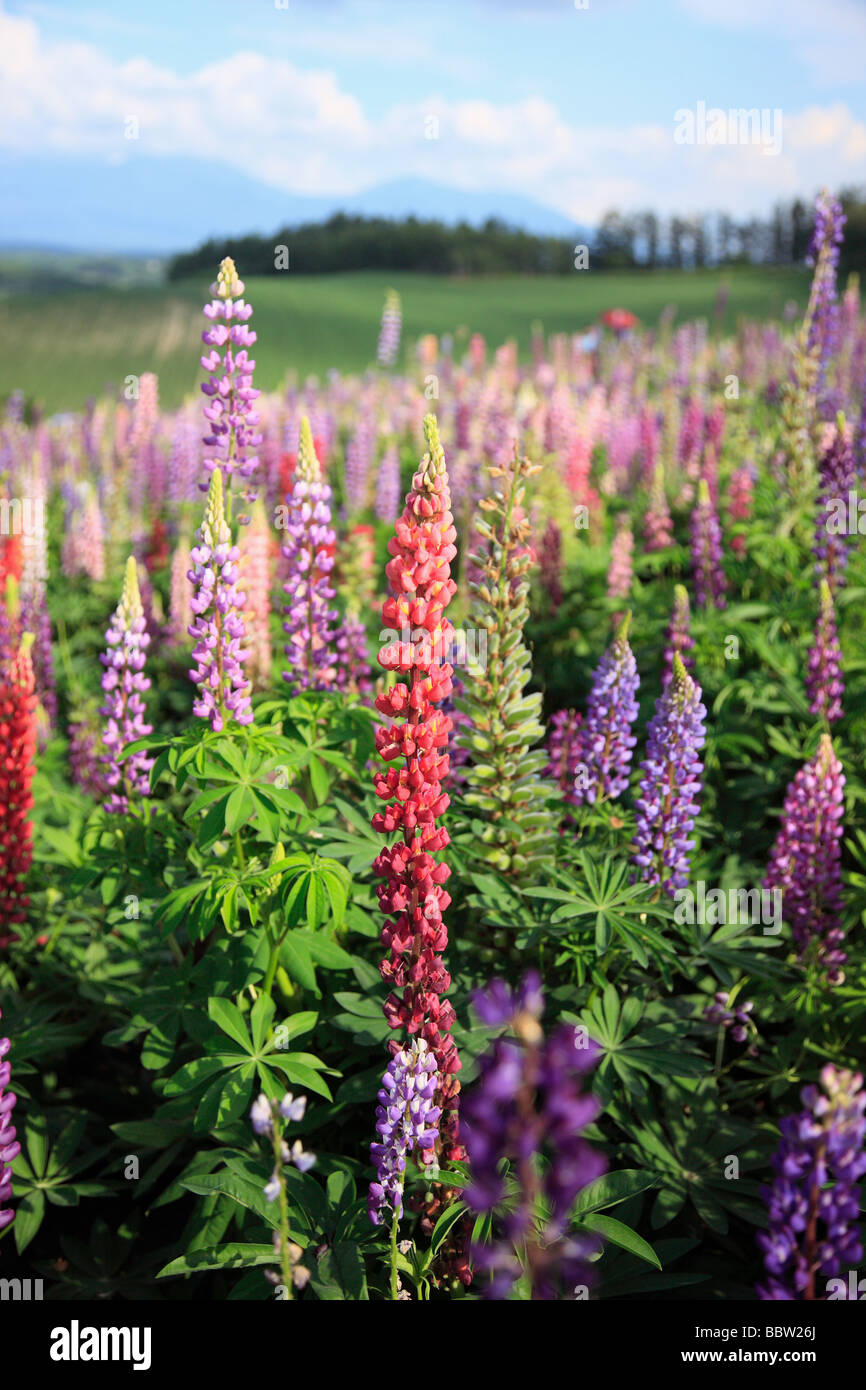 Lupinen Blumen blühen in einem Feld Stockfoto