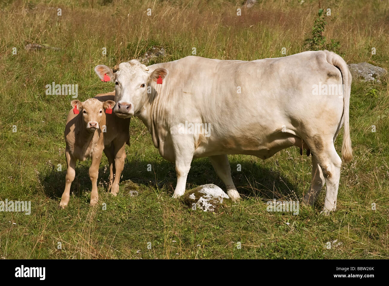 Kuh und Kalb auf der Wiese stehen und schauen in eine Kamera Stockfoto