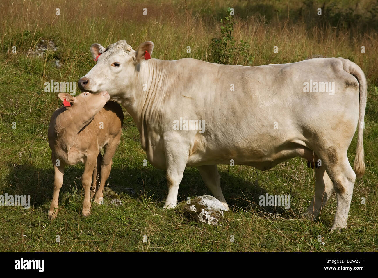Kalb kuschelte sanft sich auf die Kuh auf der grünen Wiese Stockfoto