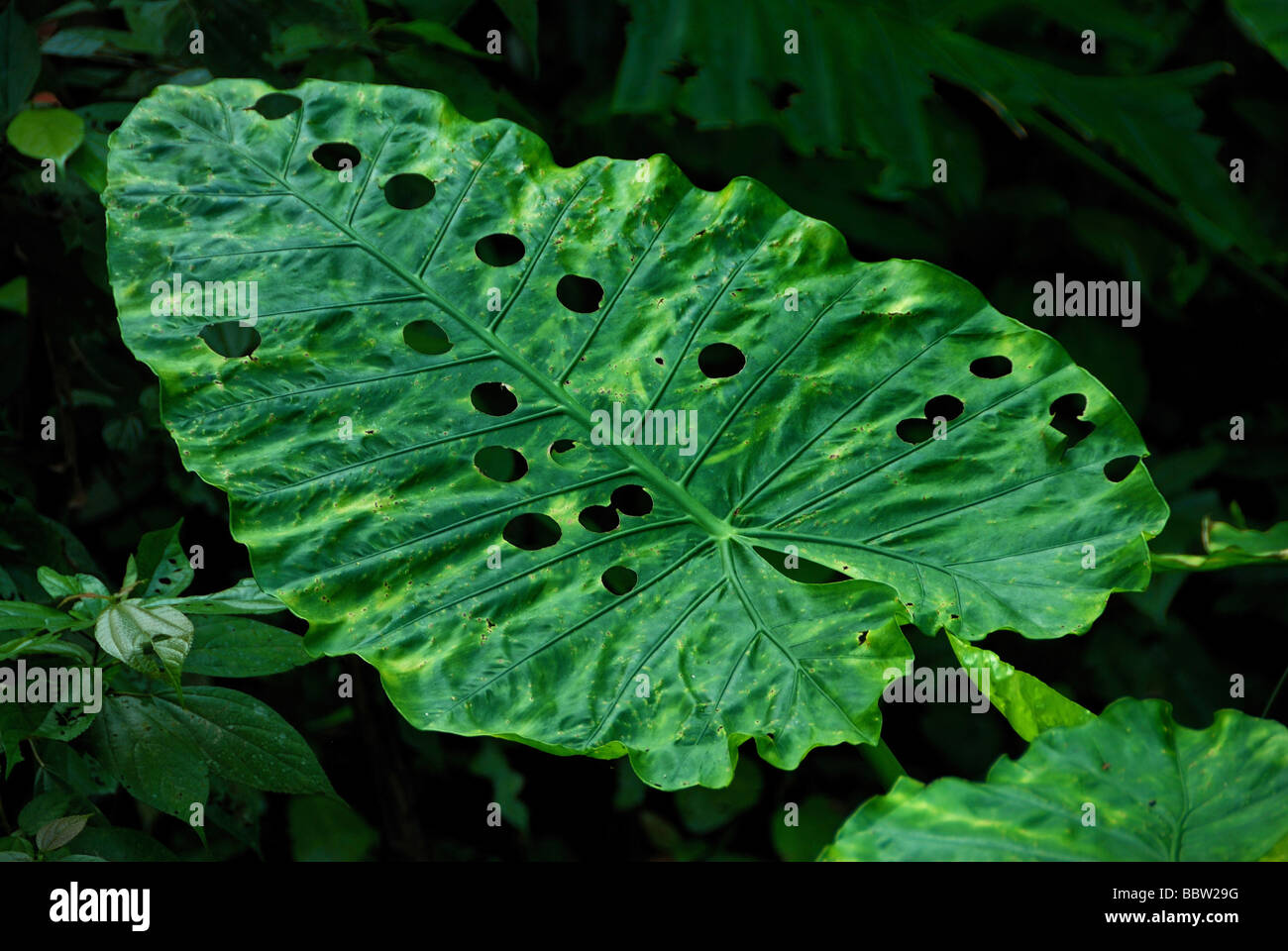 Löchrige Blätter in den Dschungel, Hanoi, Nordvietnam, Südost-Asien Stockfoto