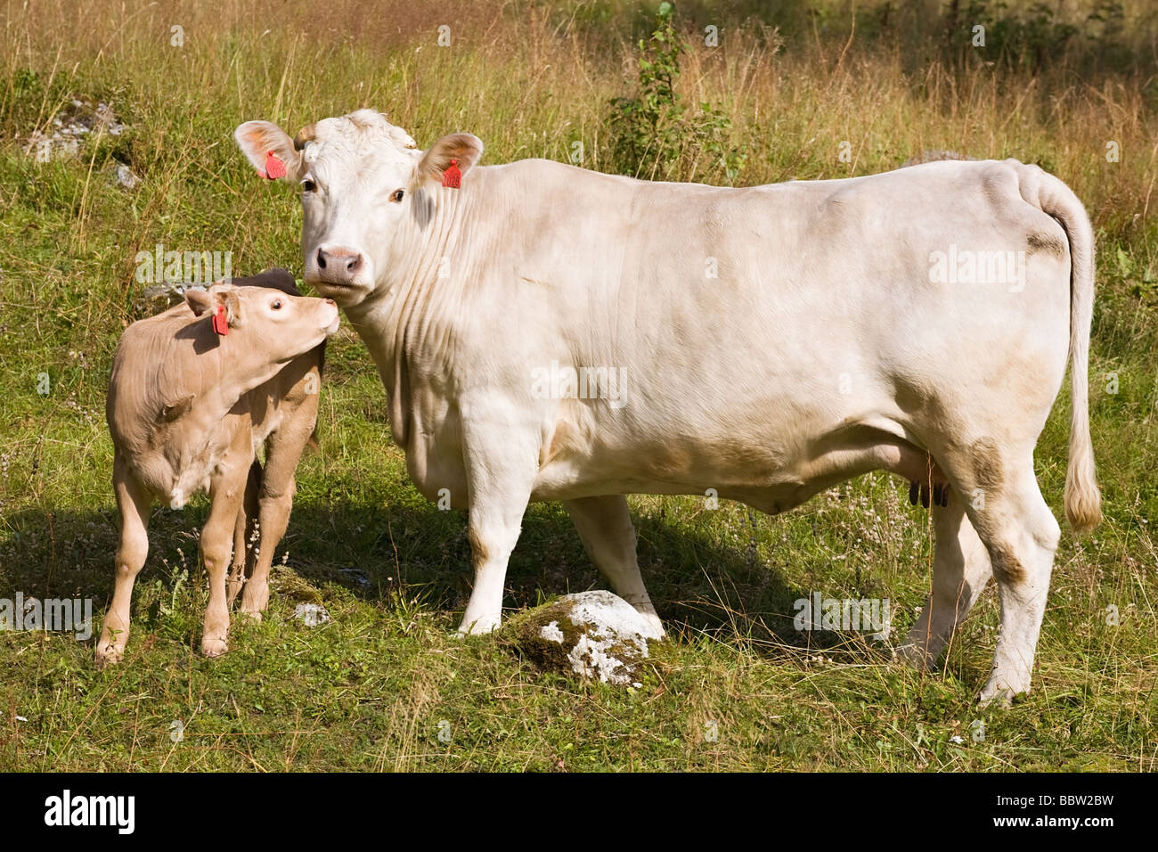 Pedigreed Kuh mit Kalb auf Rasen Stockfoto