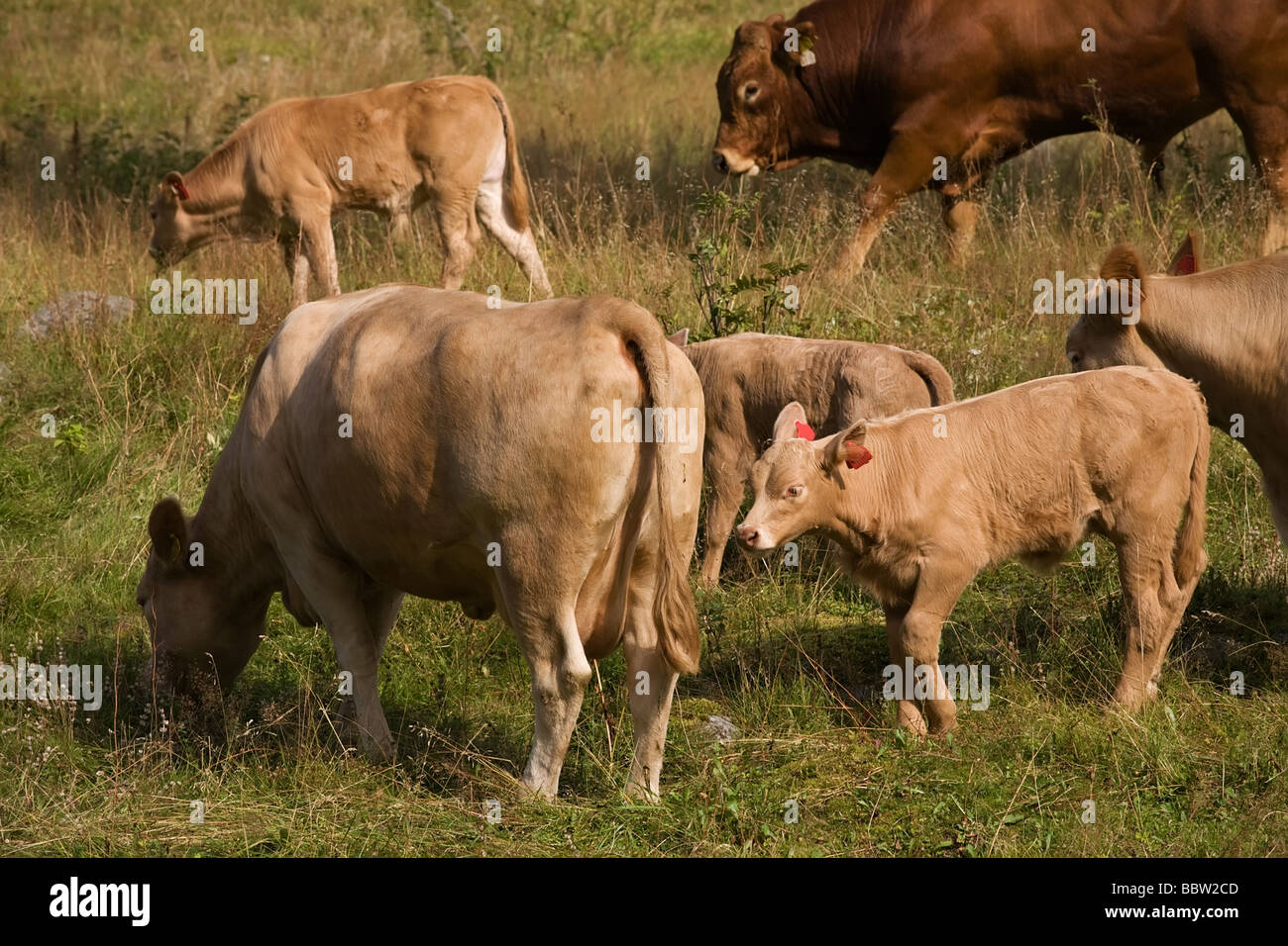 Herde der Kühe mit Kälbern grasen auf grün auf der Wiese Stockfoto