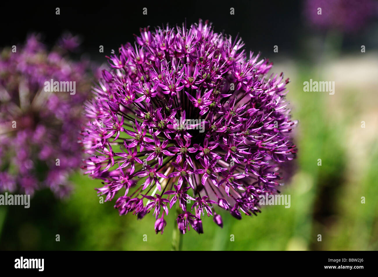 Blüte einer dekorativen Zwiebel (Allium Nigrum) Stockfoto