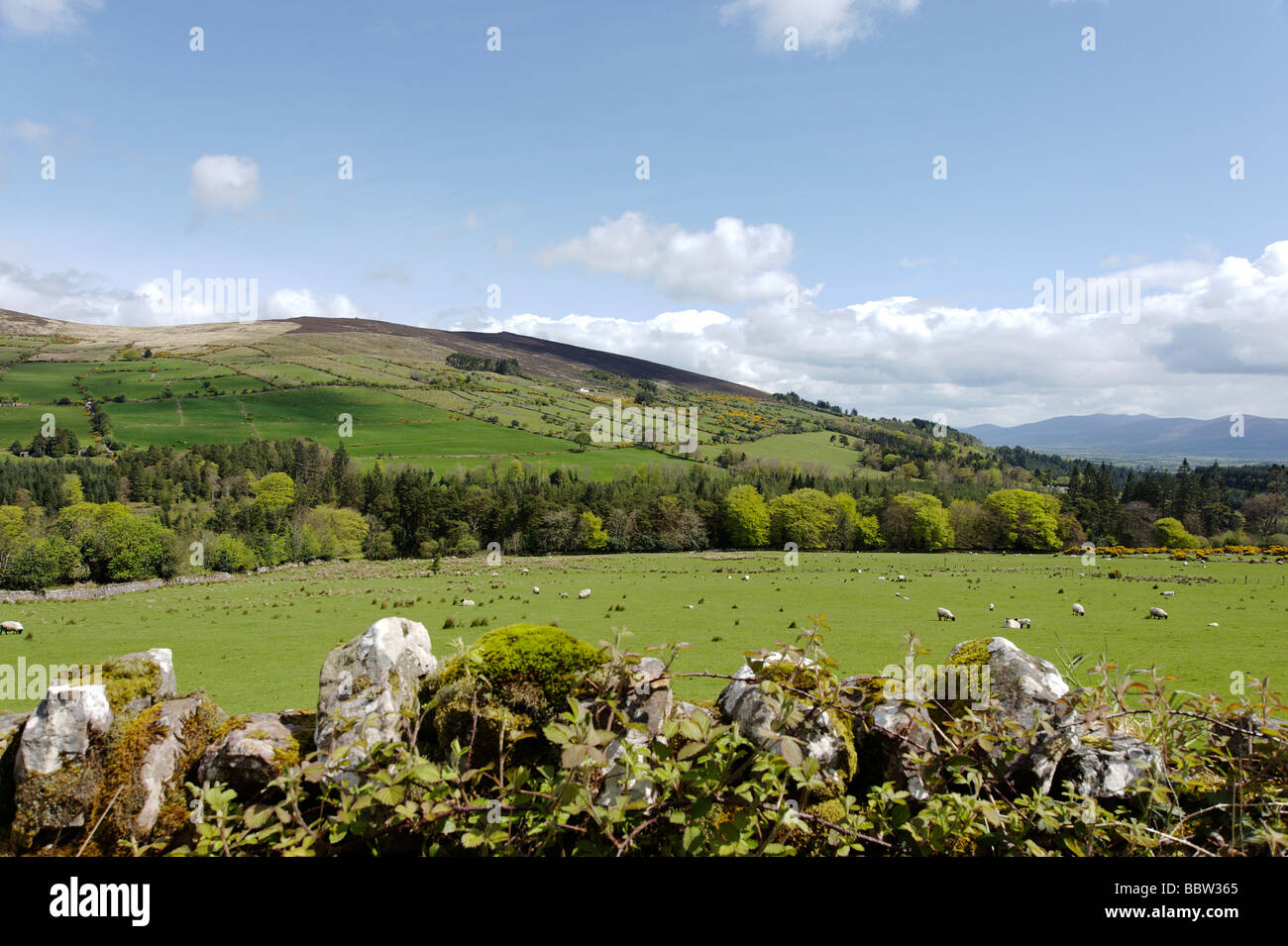 Mit Blick auf Trockenmauer, grünen Hügeln und Ackerland in der Umgebung von Clonmel im County Tipperary Südirland Stockfoto