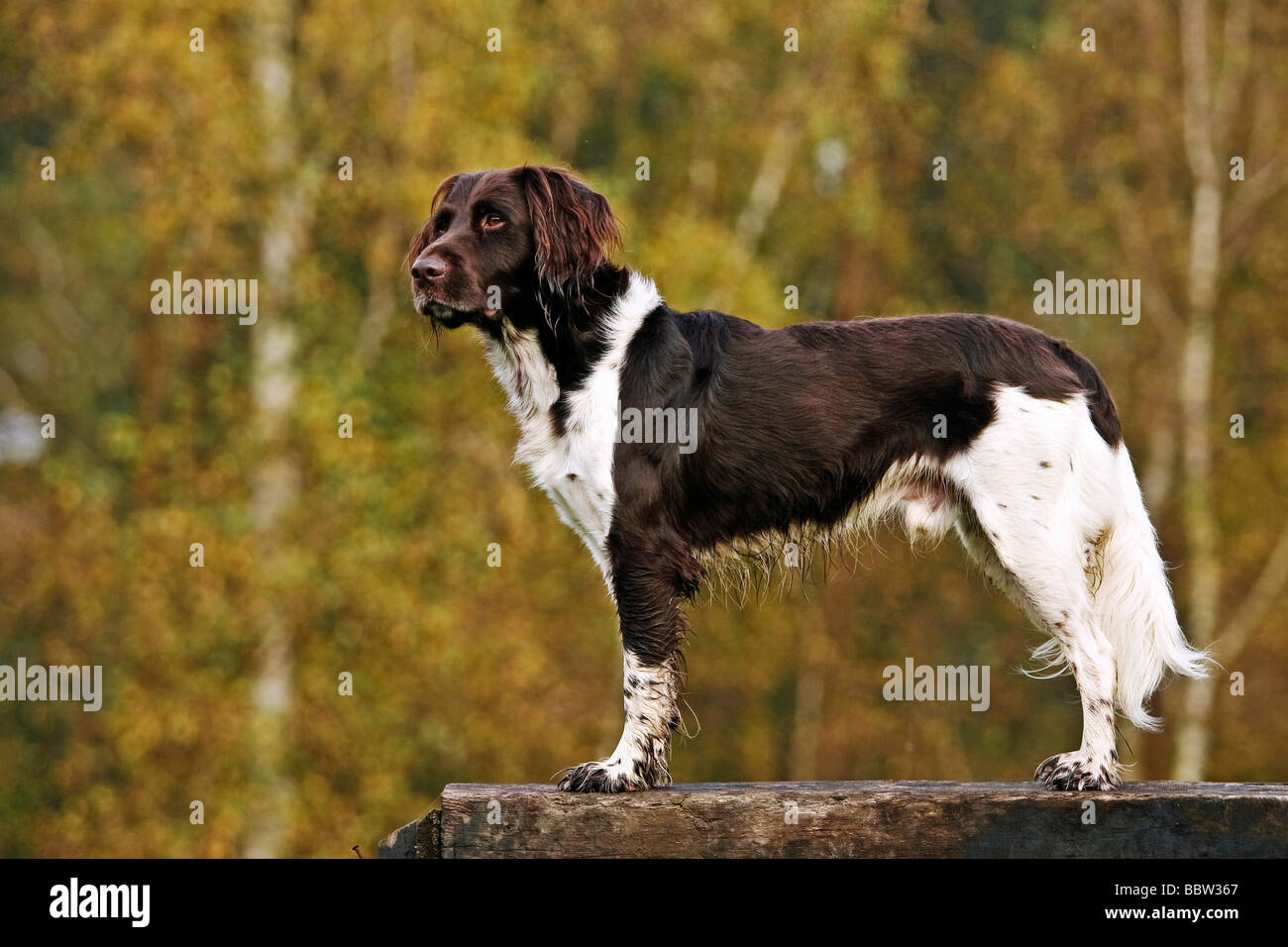 kleiner-muensterlaender-fotos-und-bildmaterial-in-hoher-aufl-sung-alamy