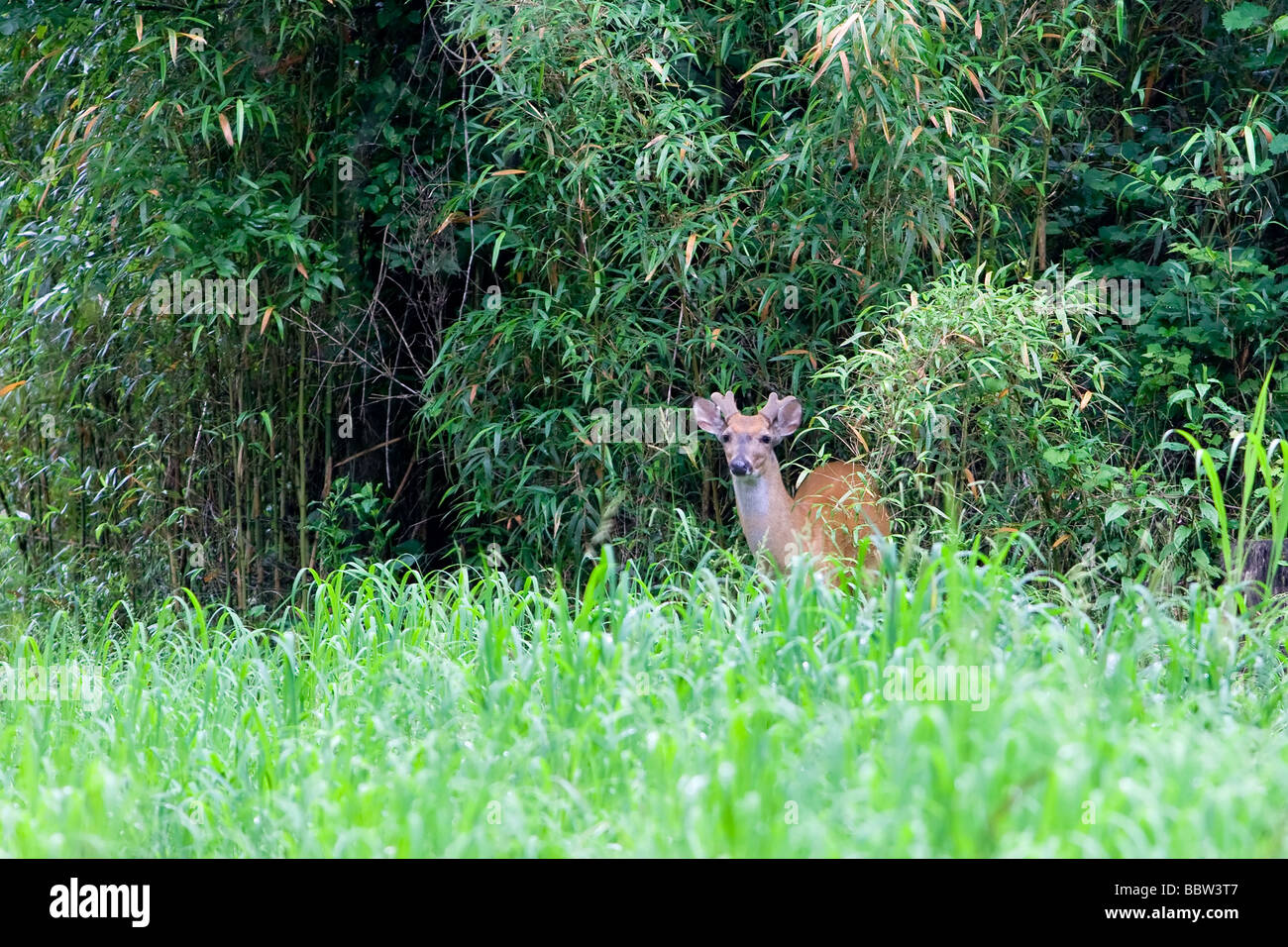 Whitetail Deer buck Odocoileus virginianus Stockfoto