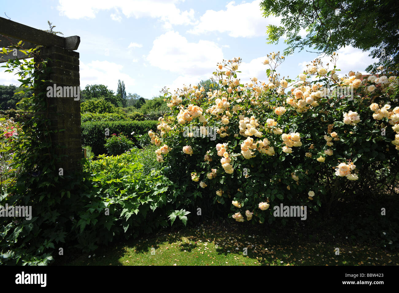 Englischer Garten mit Rosenbusch im Sonnenlicht Stockfoto