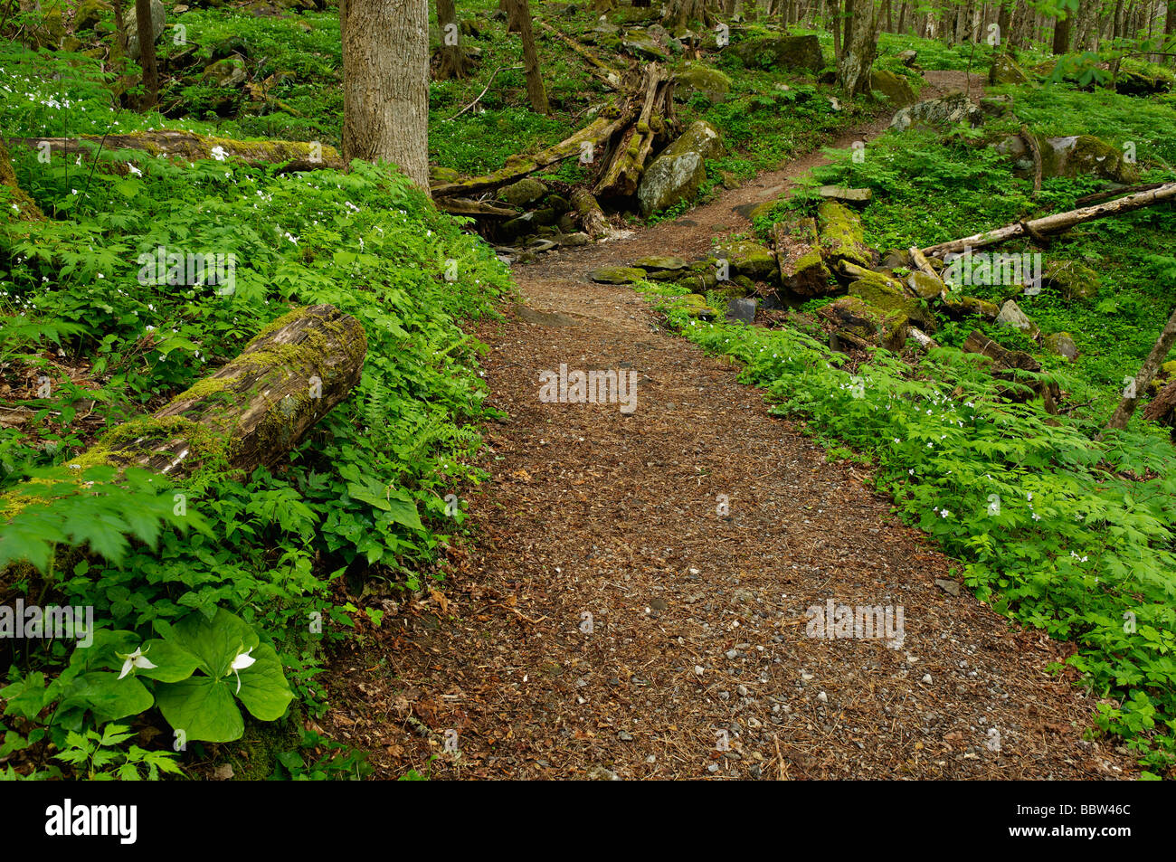 Trail durch Frühlingswald im Great Smoky Mountains Nationalpark Tennessee Stockfoto