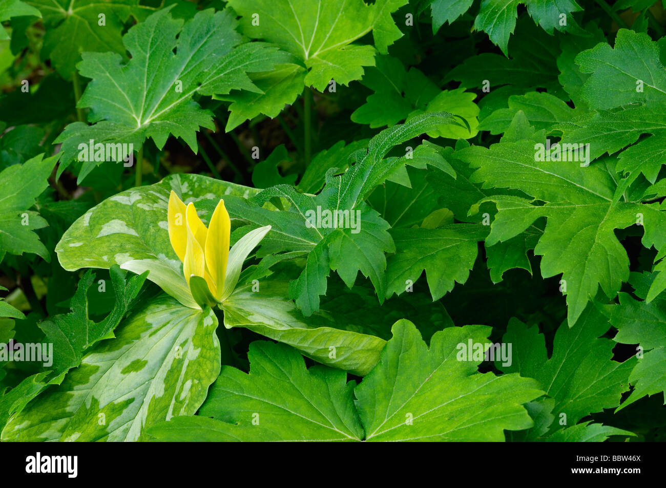Gelbe Trillium spähen Sie durch andere Flora auf Waldboden im Great Smoky Mountains Nationalpark Tennessee Stockfoto
